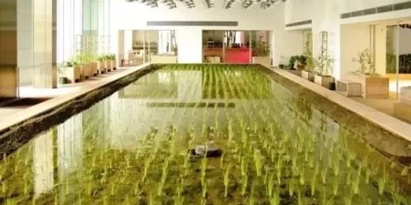 美國(guó)人把辦公桌搬進(jìn)了熱帶雨林，日本人把農(nóng)場(chǎng)搬進(jìn)了寫字樓！